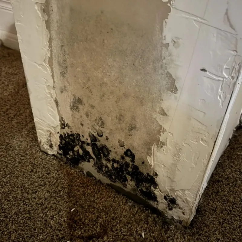 Professional Mold Removal in Elkhart, TX